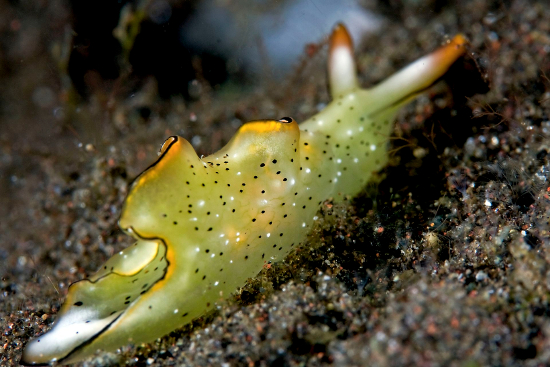  Elysia ornata (Ornate Lettuce Slug)